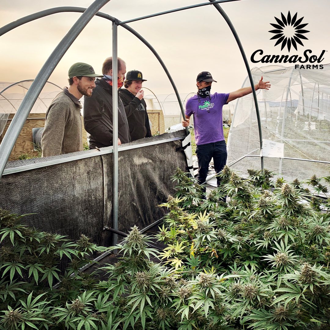 CannaSol Cultivates Some Of The Freshest Sun-Grown Cannabis In WA